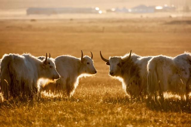 把治愈系风景装进相册里吧！