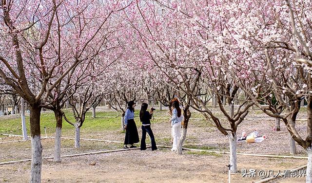 桃花源里的旅拍时光 滹沱河北岸美丽花廊掠影