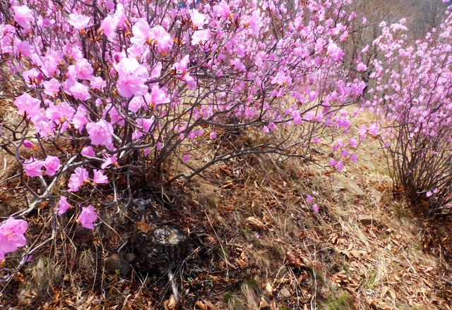 闻名省内外的“本溪地区最大的野生映山红花海”即将迎来观赏季