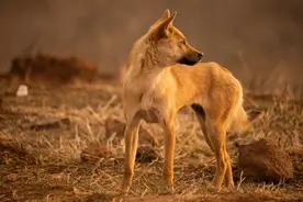 大黄：中华土狗的璀璨明珠图片