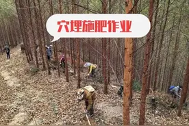 桉树‘死亡年限’大揭秘：第5年砍亏惨，第9年砍每亩多赚3倍图片