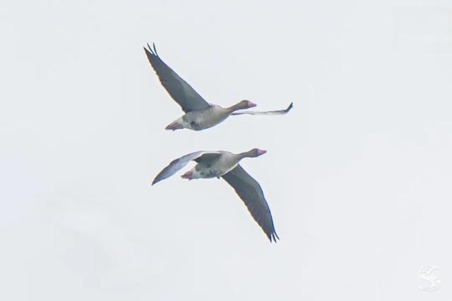 真的很美！2025苏州太湖观鸟超详细攻略来啦！