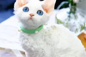 新手养猫必看！这5种猫不掉毛、性格好，省钱省心不踩坑图片