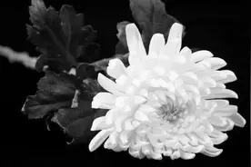 痛别！复旦大学文科杰出教授裘锡圭逝世，终年90岁图片