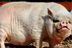 再毒的毒蛇都杀不死一头猪？猪是蛇的天敌，到底有没有科学依据？图片