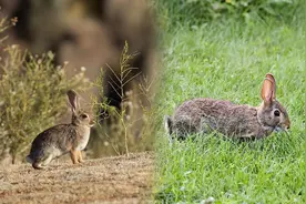 中国人将兔子赶到沙漠，不仅帮当地人赚大钱，还让沙漠变成绿洲？图片