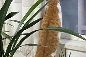 猫：外面的世界很精彩？外面的世界很无奈！图片