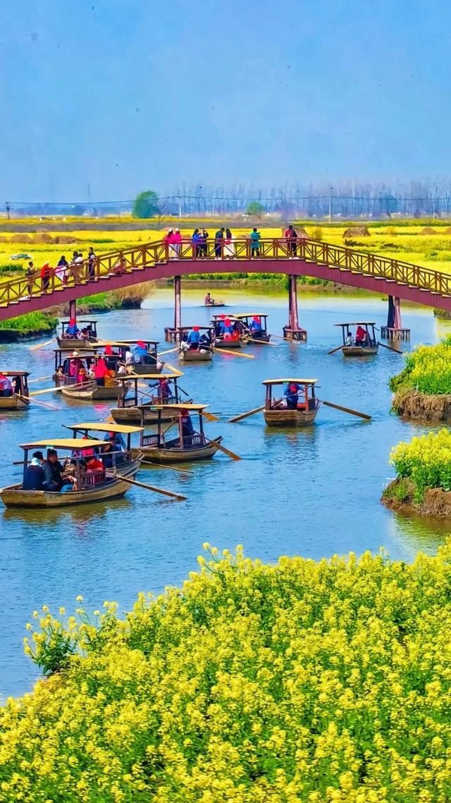 路新社社长周正生观访江苏兴化千垛油菜花景区