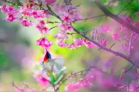 乡土小说：丑妻（97）图片