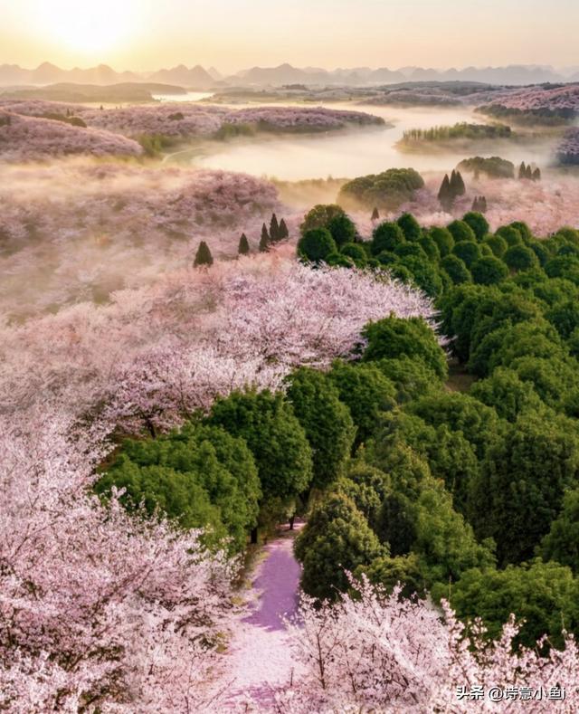 疯了！闯入全球最大樱花园，这才是春天该有的样子！