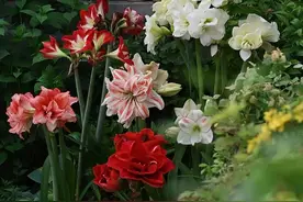 带你一次认识40种朱顶红，个个都是盛世美颜！图片