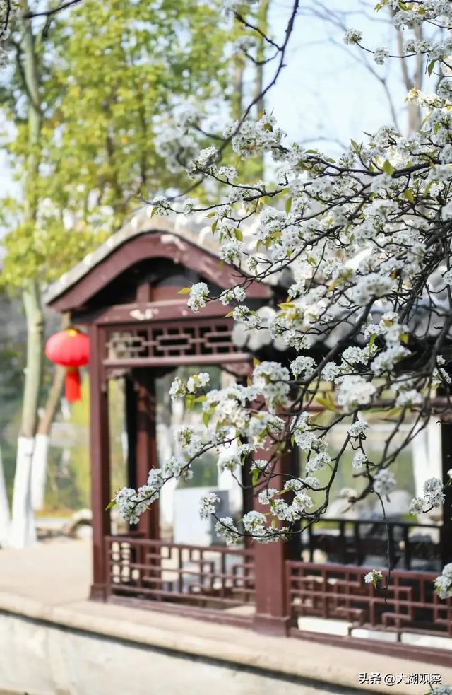 太美了!现在的合肥美到你来了就不想走!