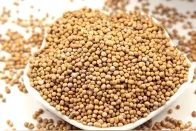 每日中药：白芥子丨温肺化痰，利气，散结消肿图片