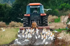 被鸟屎淋到后，你会怎么做？有孩子写下了这些文字图片