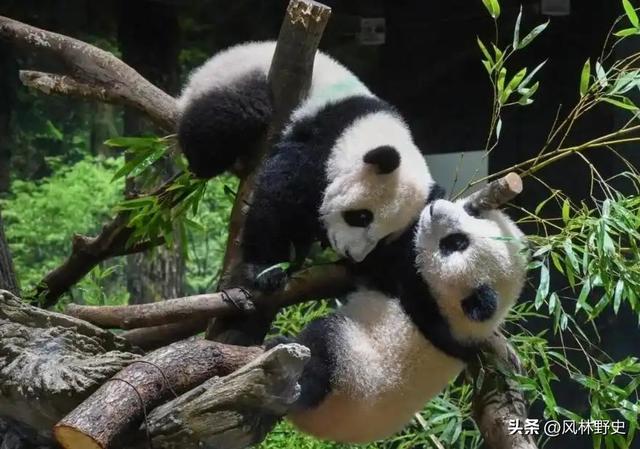 中方制裁不到24小时，日本对华提了个请求：希望能再给几只大熊猫