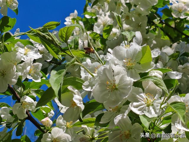 北京公园赏花记