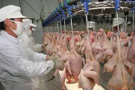 “速成鸡”到底是否安全？从出生30克到出栏5斤重，仅需45天图片