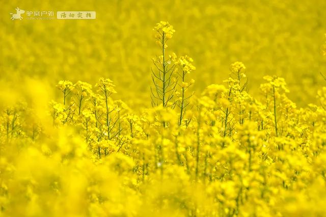 定了！汉中油菜花节即将开幕，这15条最全观花线路指南立马收藏！
