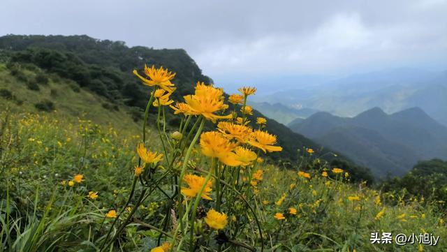 再登辽阳千米高峰白云山,云雾弥漫,金莲花盛开
