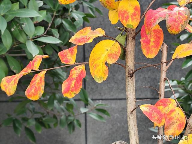 五线小城里的银杏大道,美翻全网的深秋景色原来在这里