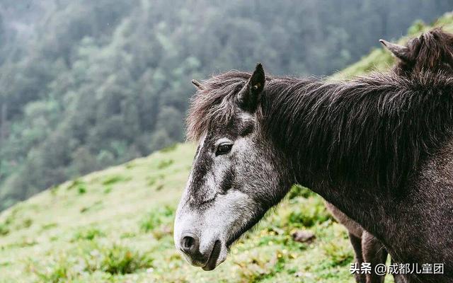 成都不远！这三个地方的红叶，美得很超过！