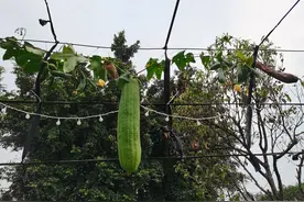 丝瓜络能通人络，能散一身结节是真的吗？图片