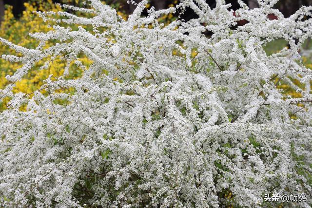 如瀑似雪，上海闵行红园喷雪花进入盛花期引市民踏春寻芳