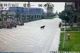 成都恶狗伤人后续：涉事狗主人已经找到，并表示会承担责任！图片