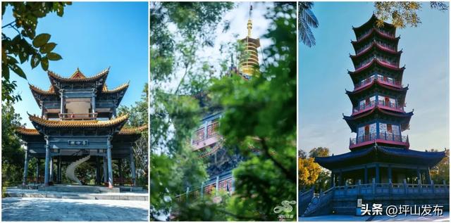 看完你的 看你的,坪山这片格桑花海承包你的秋日治愈感!