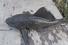 十种入侵我国的“外国鱼”，钓到不吃也别放生，危害大！图片