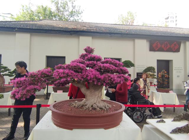 武汉金秋菊展之中山公园特色展