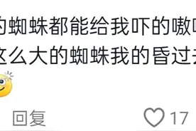 南方蜘蛛跟北方蜘蛛差异到底有多大？网友:一看一个不吱声图片