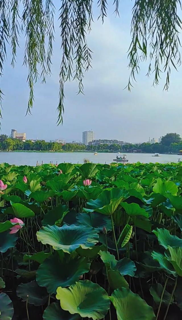 大明湖的荷花凭什么治愈了所有人?这答案藏在济南人的夏天里