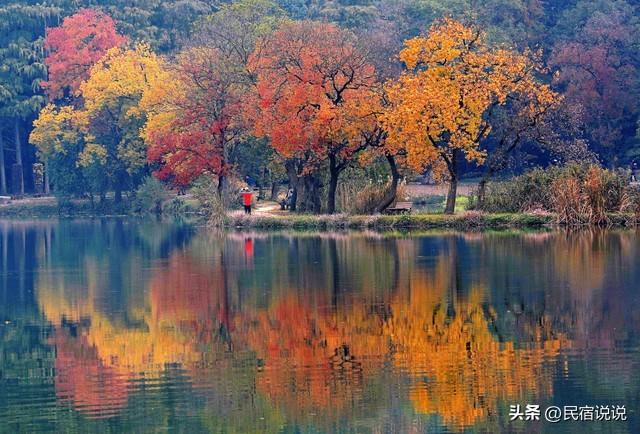 南京此地的秋意拉满了，不是栖霞山！