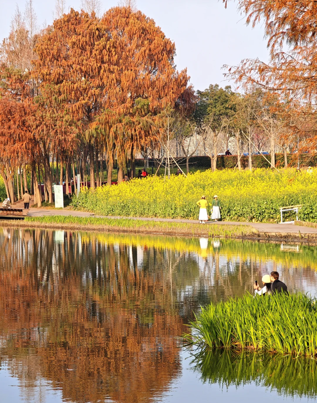 上海一公园火了！彩色油菜花+玉兰樱花同开，免费赏花正当时