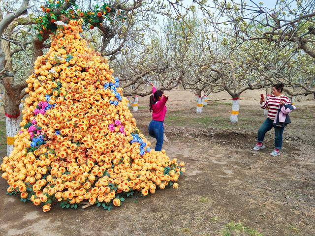 清明，一起来库尔勒度过梨花满城的最美时光