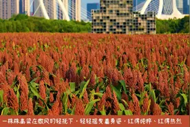 江心洲高粱红了图片