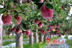 越来越“红火”的花牛苹果图片