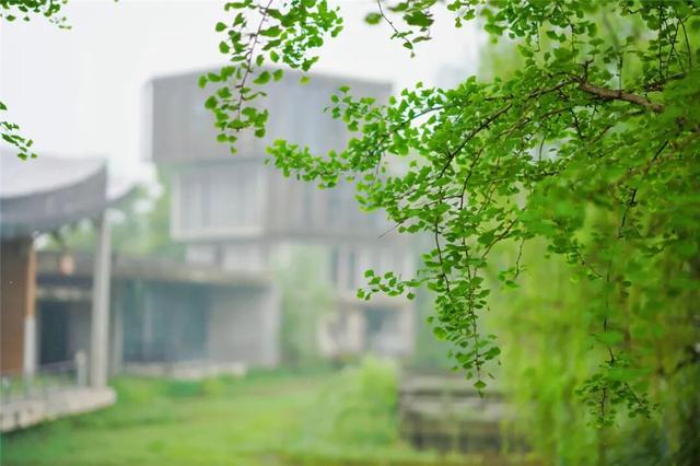 富阳这里，春日氛围感拉满！市民游客纷纷冒雨赶来……