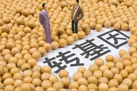 卫星图斑整改耕地，转基因大豆玉米许可证发放，背后的原因很现实图片