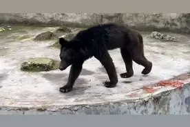 黑熊瘦骨嶙峋“饿成狗”，动物园改革的困境与机遇图片