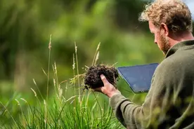 深山奇遇：湖北母猪逃跑数月后，生下13只小猪，其中6只长相怪异图片
