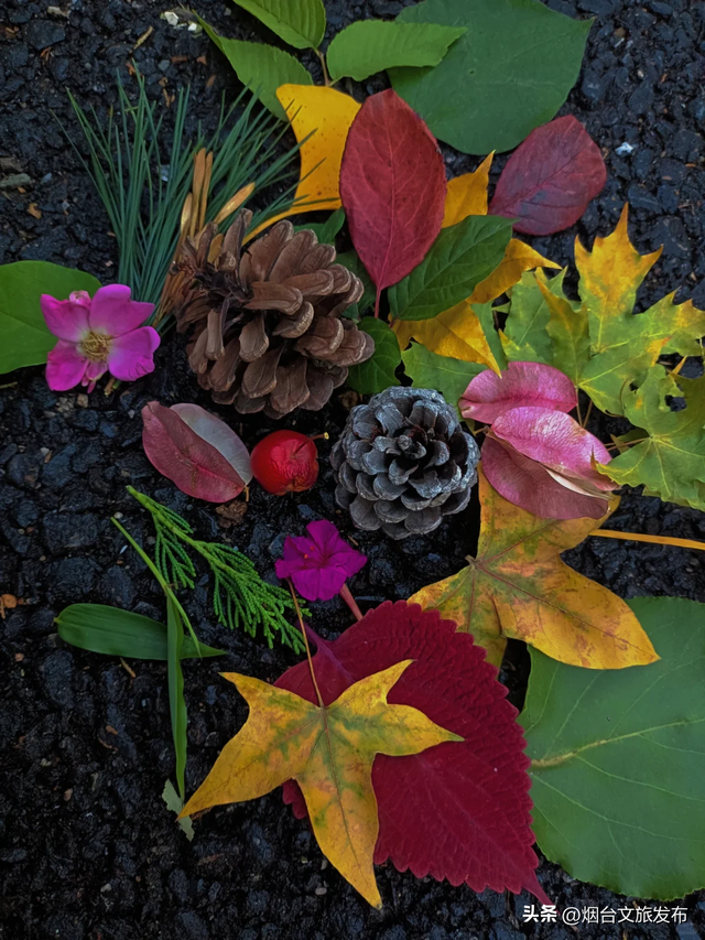 【乐游烟台】低头捡个秋！我收藏了整个烟台的秋天