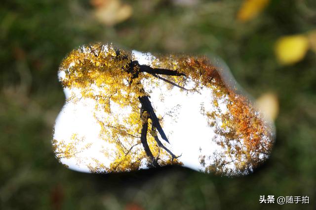 又是一年银杏璀璨时,上海闵行一棵300余年古银杏树进入醉美时刻