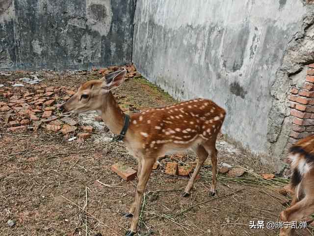 东北避暑游长白山站 山上雨大雾大人发抖 天池就是一个美丽的传说