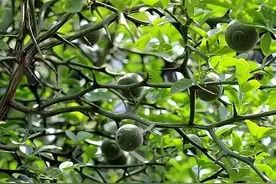 农村浑身是刺的果树，人们用它来防贼，殊不知它全身是宝图片