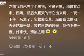 为啥农村土狗不容易生病？网友：出生自带中医系统图片