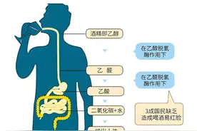 小酌怡情？看看酒精如何侵害我们的身体图片
