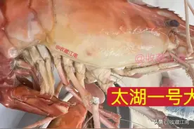 太湖一号大虾，最近怎么不受待见了，价格一降再降图片