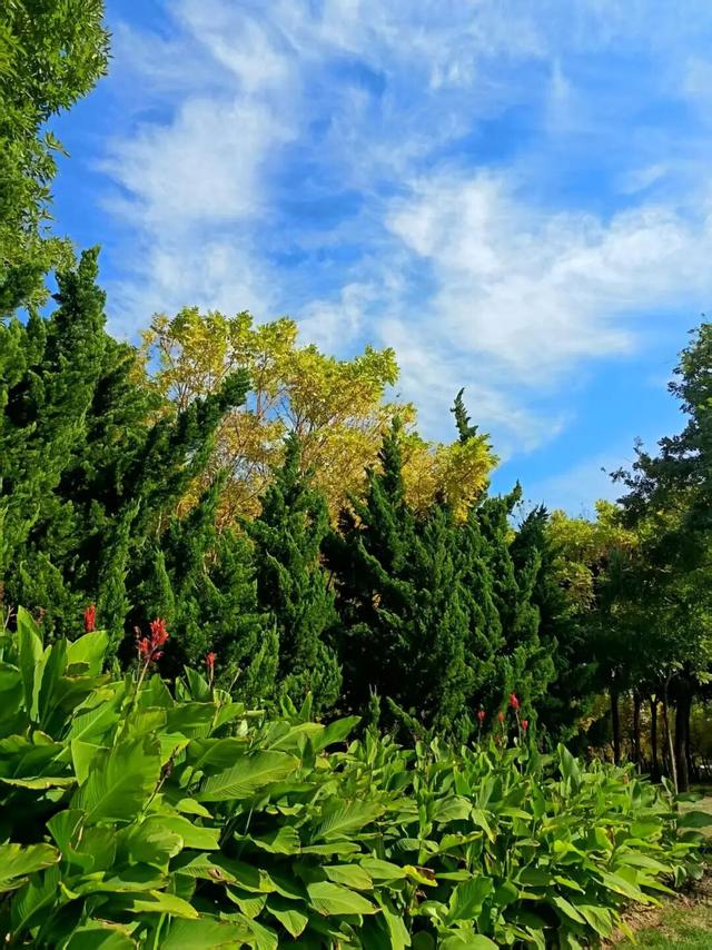 美美Sunday ~赏临港湿地秋景！
